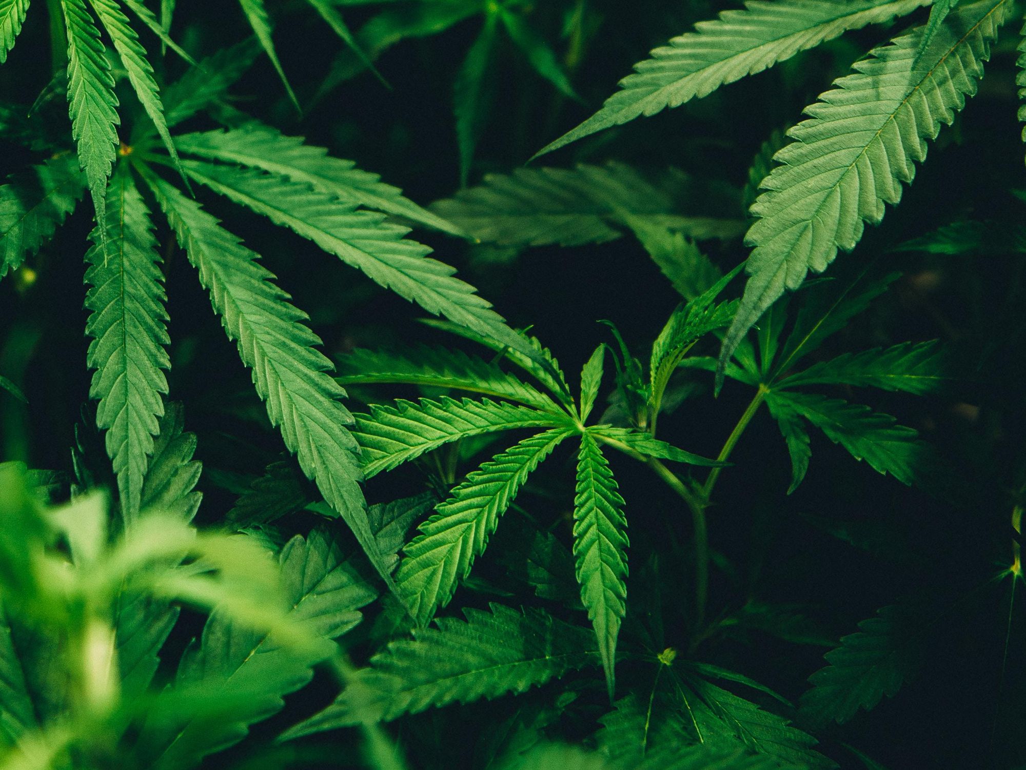 Cannabis