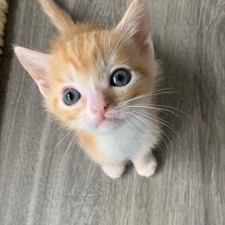 tiny kitten, big eyes, ginger kitten