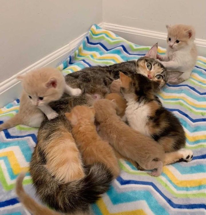 cat mom, nursing, baby kittens