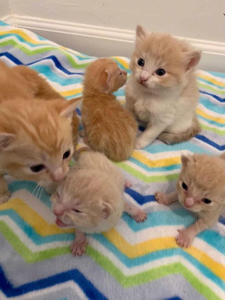 ginger kittens, adorable kittens