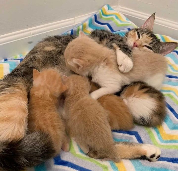 sweet cat mom, cuddling, kittens