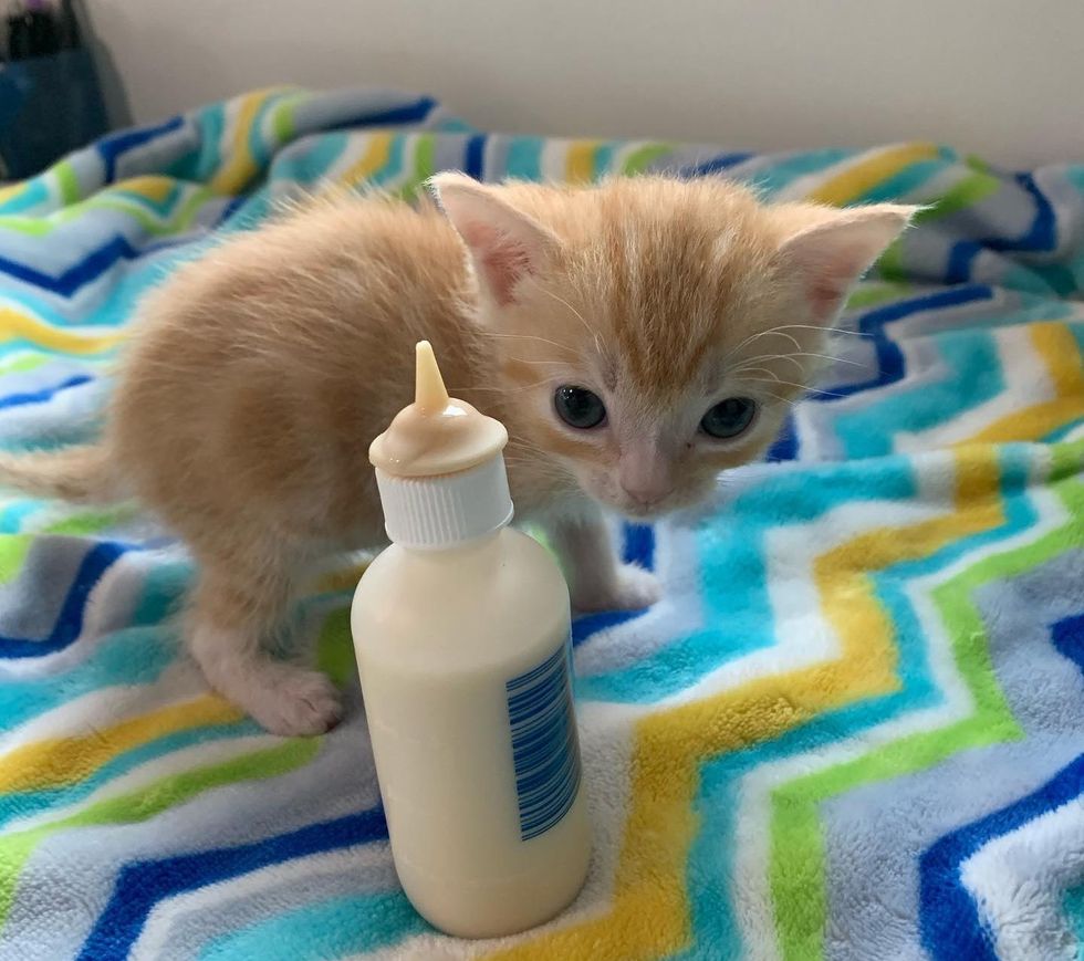 bottle baby, baby kitten, bottle