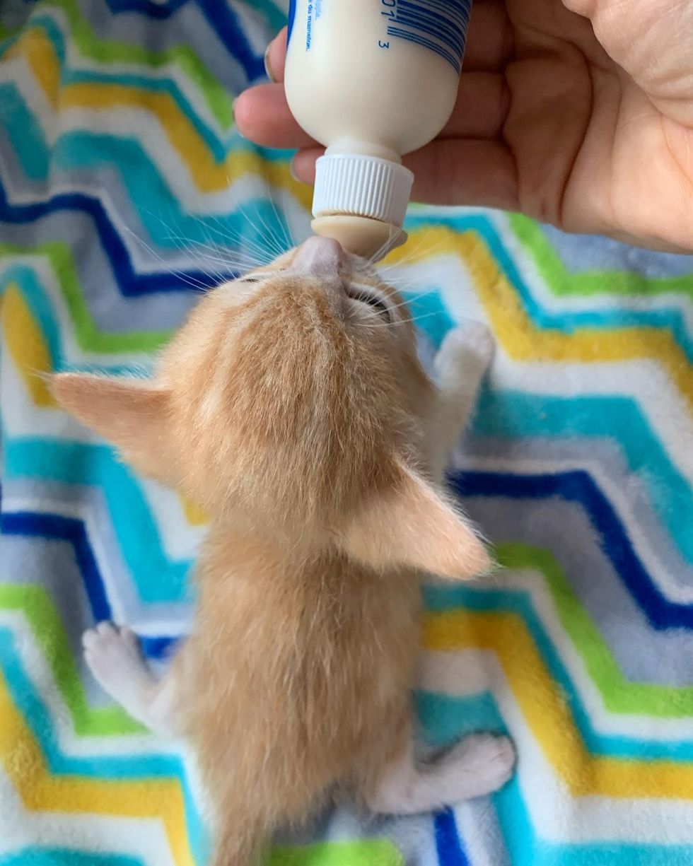 bottle kitten