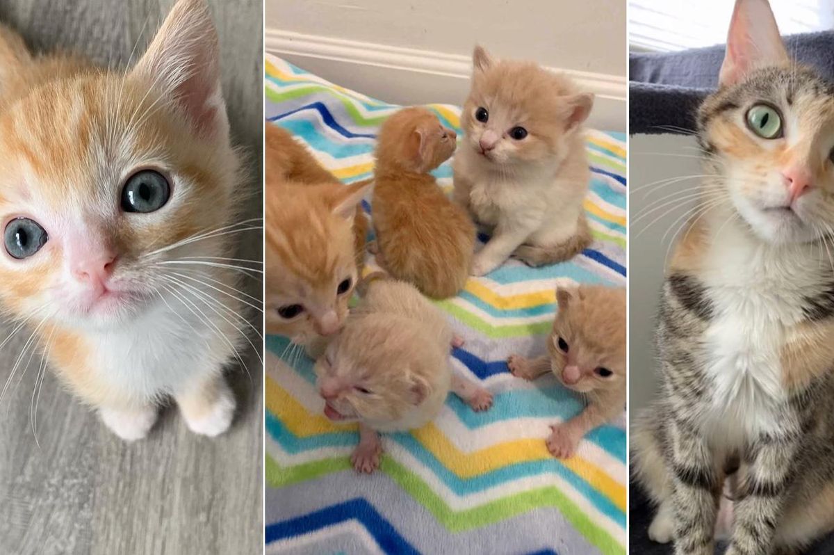 Cat Found with 2 Sets of Kittens is So Happy to Have Her Dream Come True
