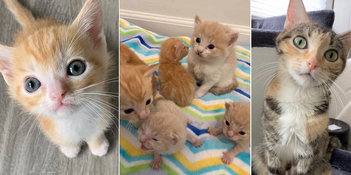 Cat Found with 2 Litters of Kittens Has Her Dream Come True Love Meow