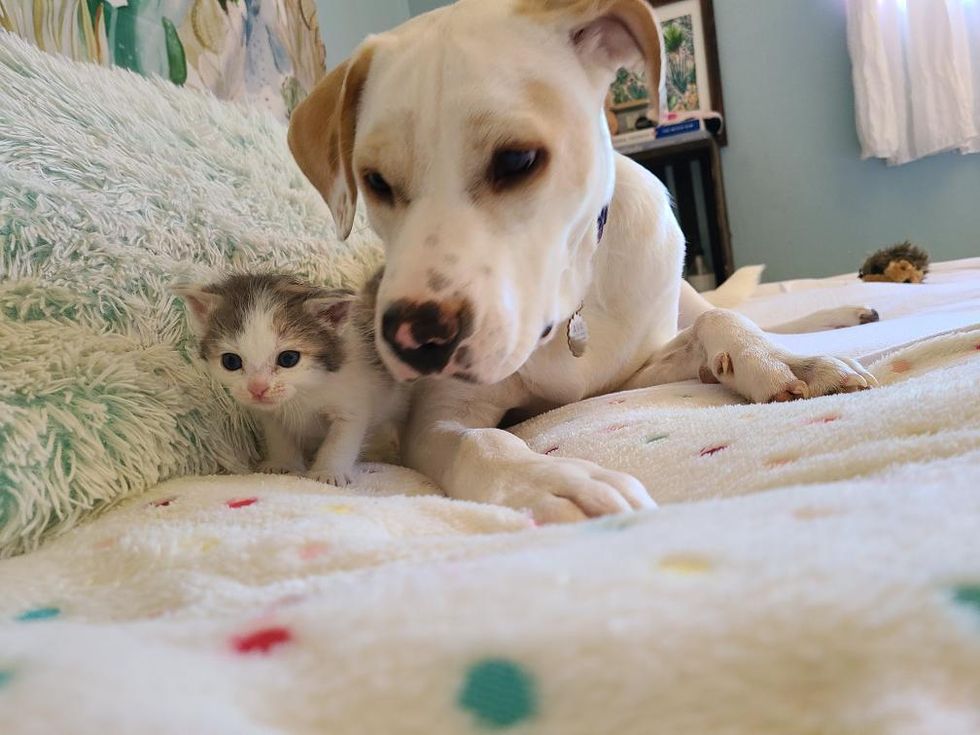 kitten, dog, best friends