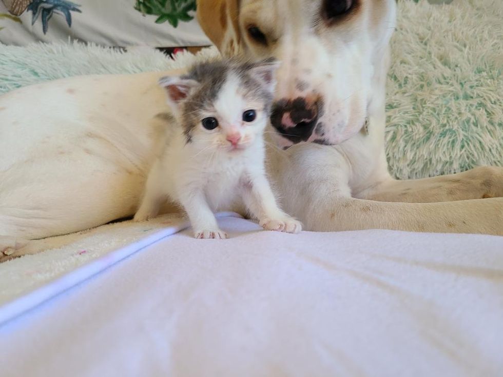 foster kitten, pup, dog