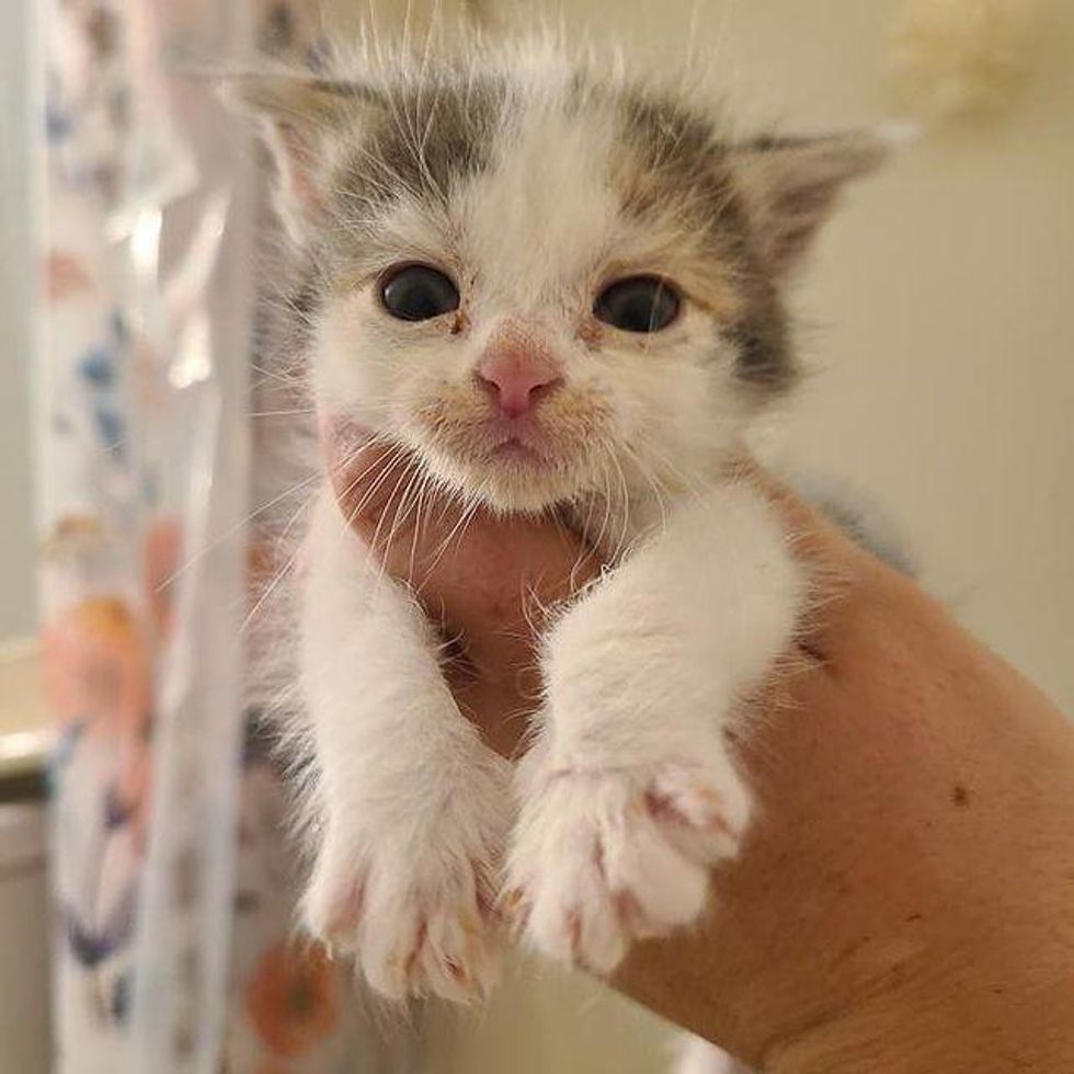 palm-sized kitten, calico