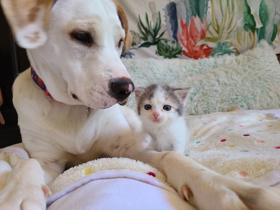 cute kitten, dog, pup