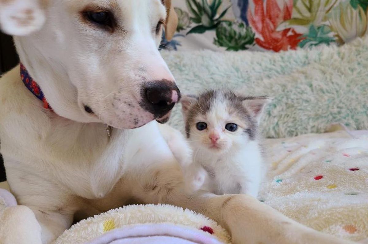 Kitten Showed Up in Backyard and Found Canine Friend to Keep Her Company