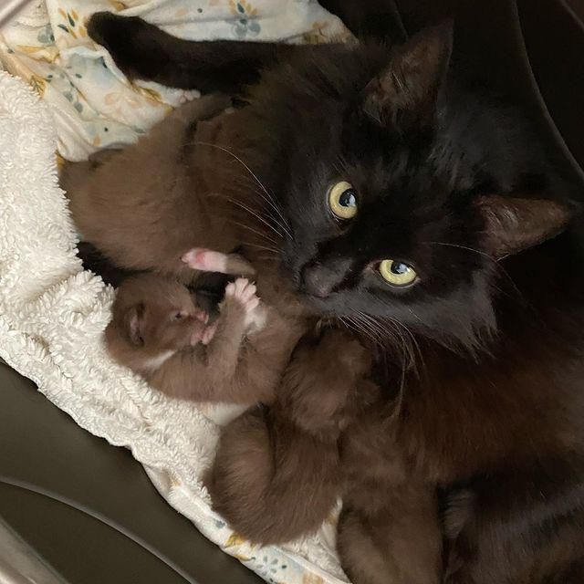 black cat, cat mom, brown kittens, rare brown