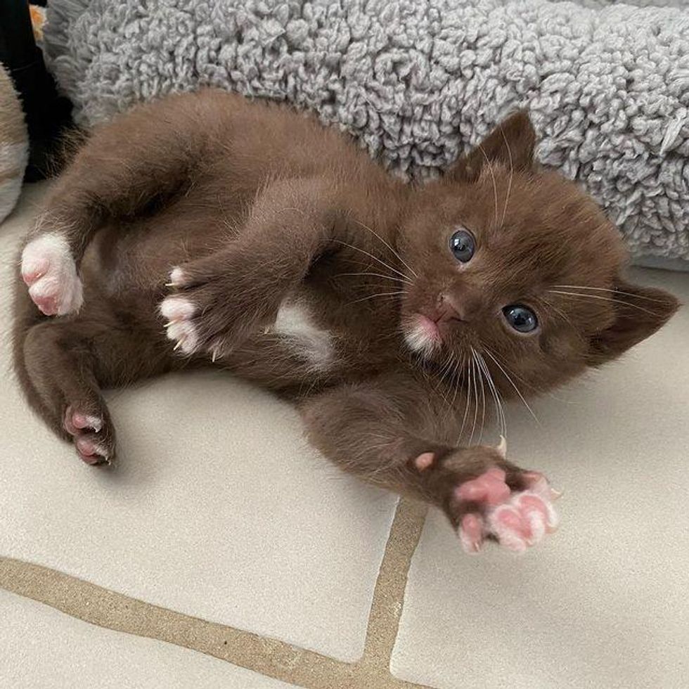 cute kitten, brown cat, rare color, chocolate brown