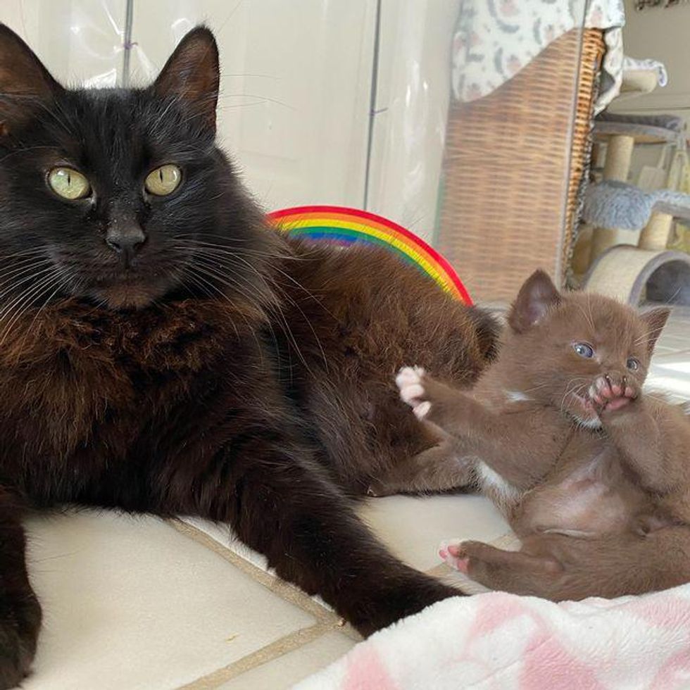 beautiful cat, panther kitty, black cat, brown kitten