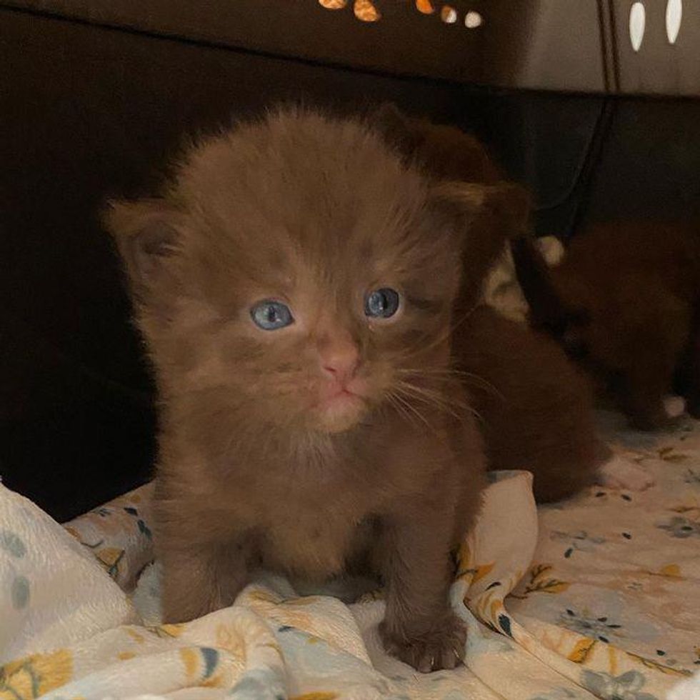 chocolate brown coat, brown kitten