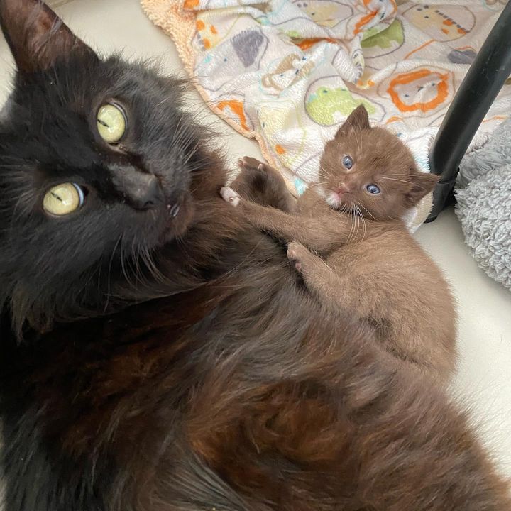 cat mom, kitten, chocolate brown fur