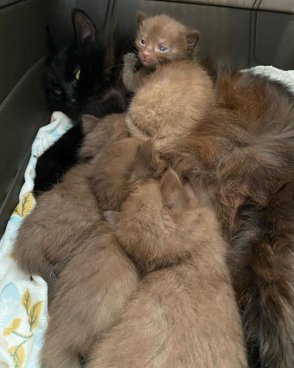 black cat, cat mom, brown kittens
