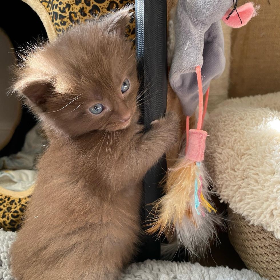 chocolate brown kitten