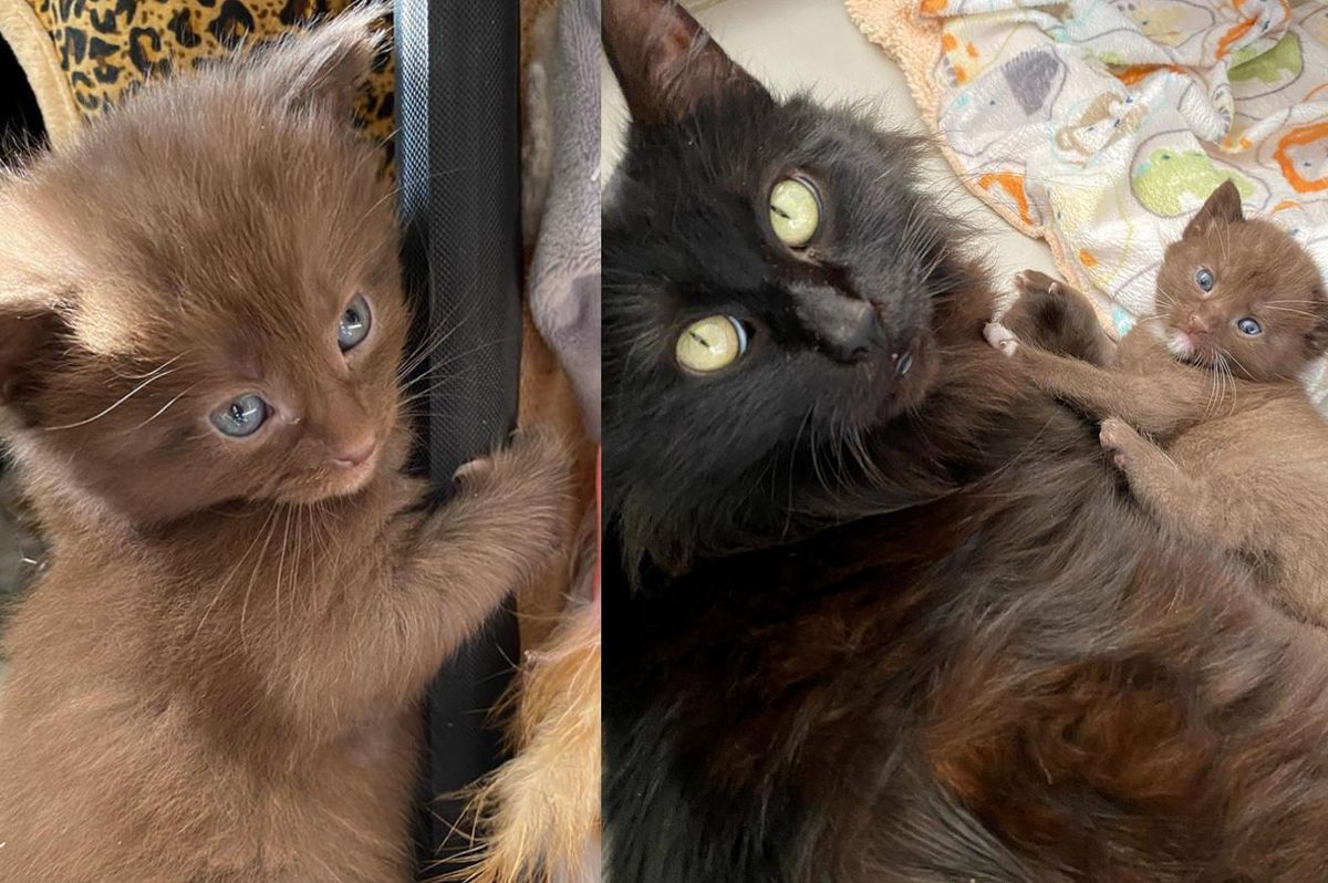 Cat Has Four Kittens with Rare Brown Coat and Kind Family to Help Them Thrive
