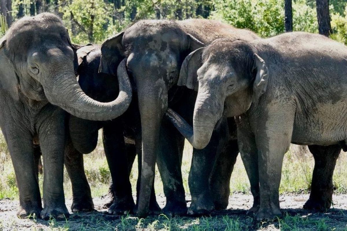 A dozen former circus elephants finally arrive at comfy new life in Florida sanctuary