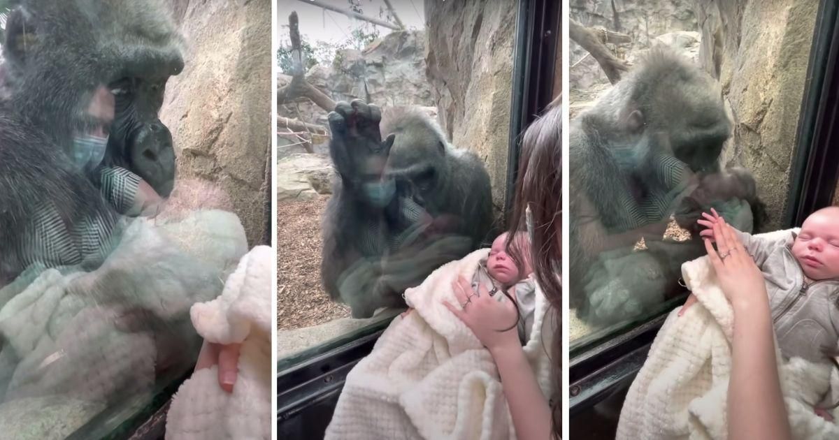 Moms viral video shows encounter with gorilla who looks enamored with her 5-week-old baby picture photo