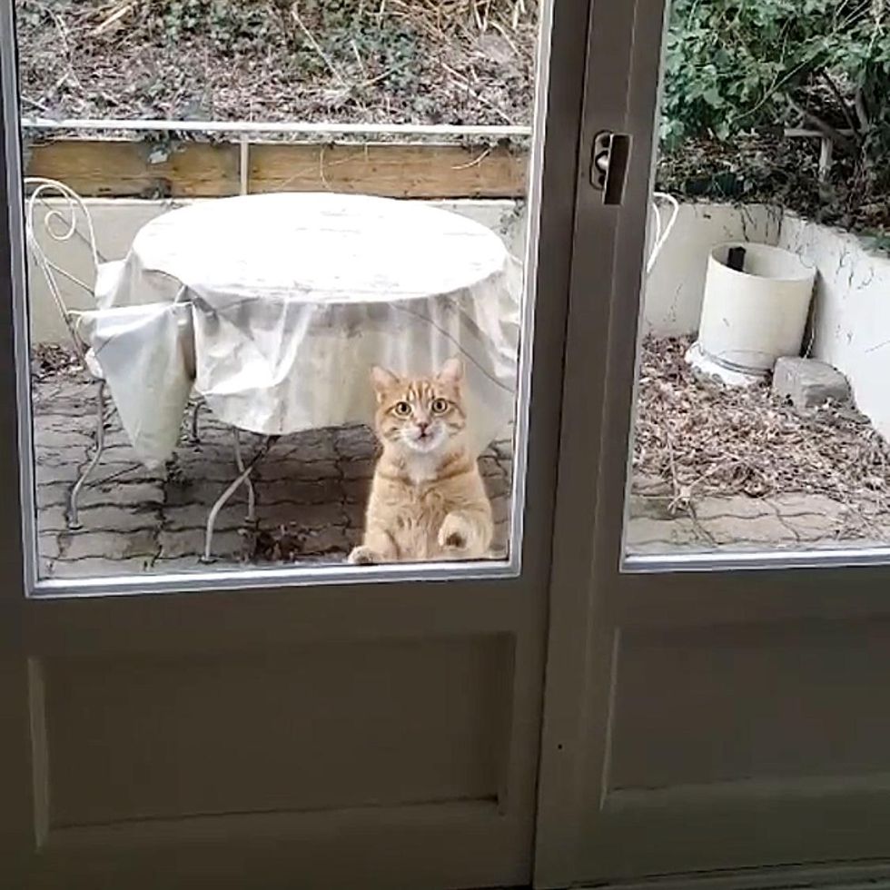 neighbor cat, visit