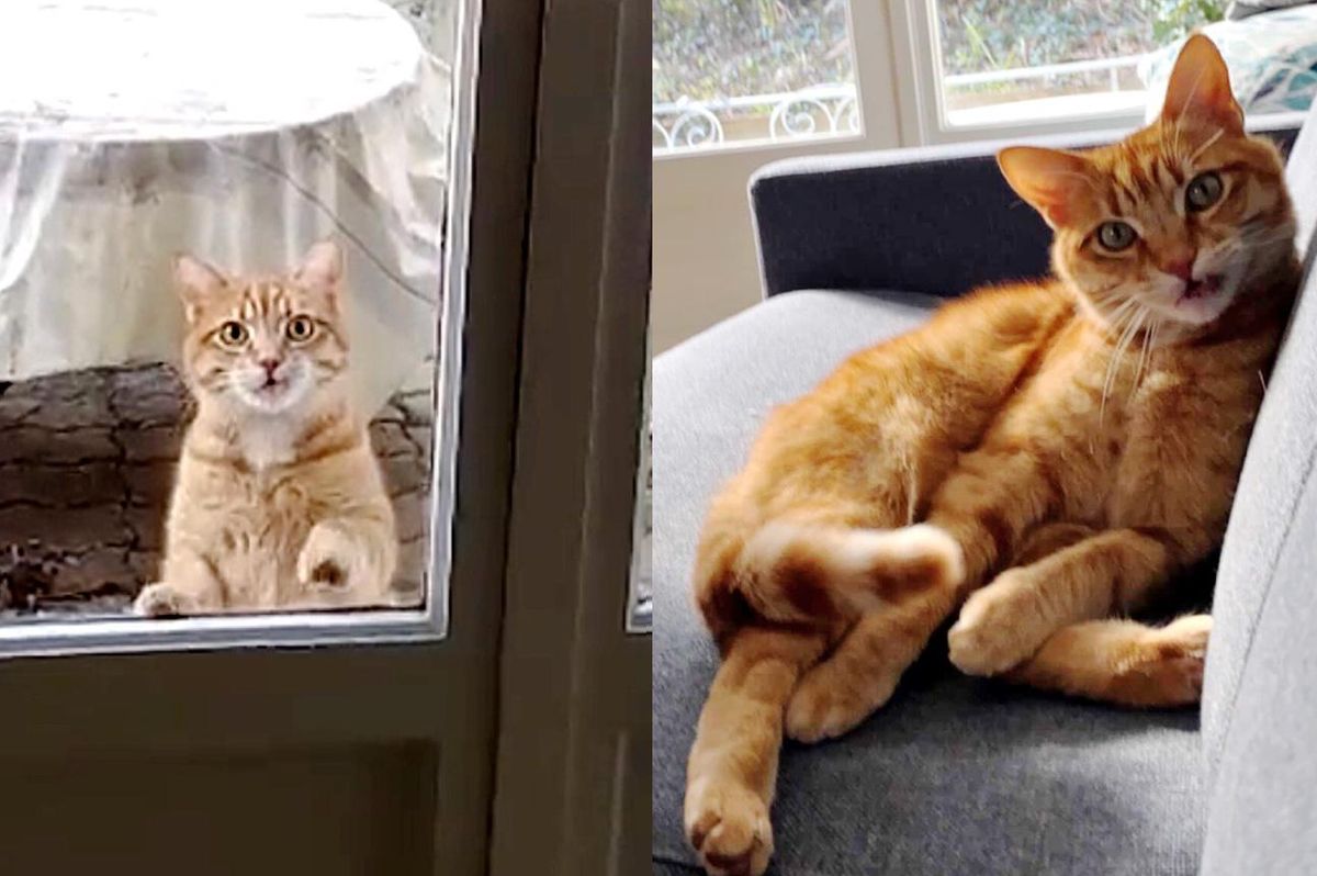 Couple Find Cat at Their Apartment After They Moved in But They Don't Own a Cat
