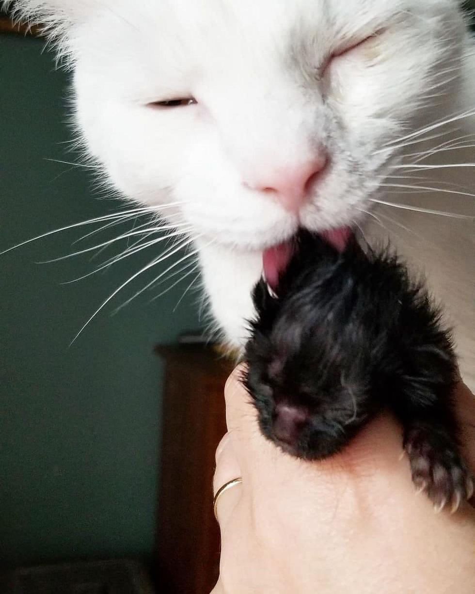 surrogate cat, orphan kitten
