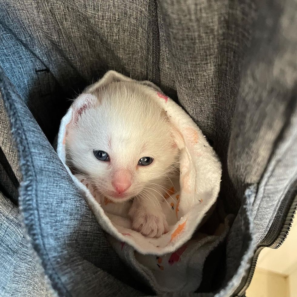 pocket kitten, purrito