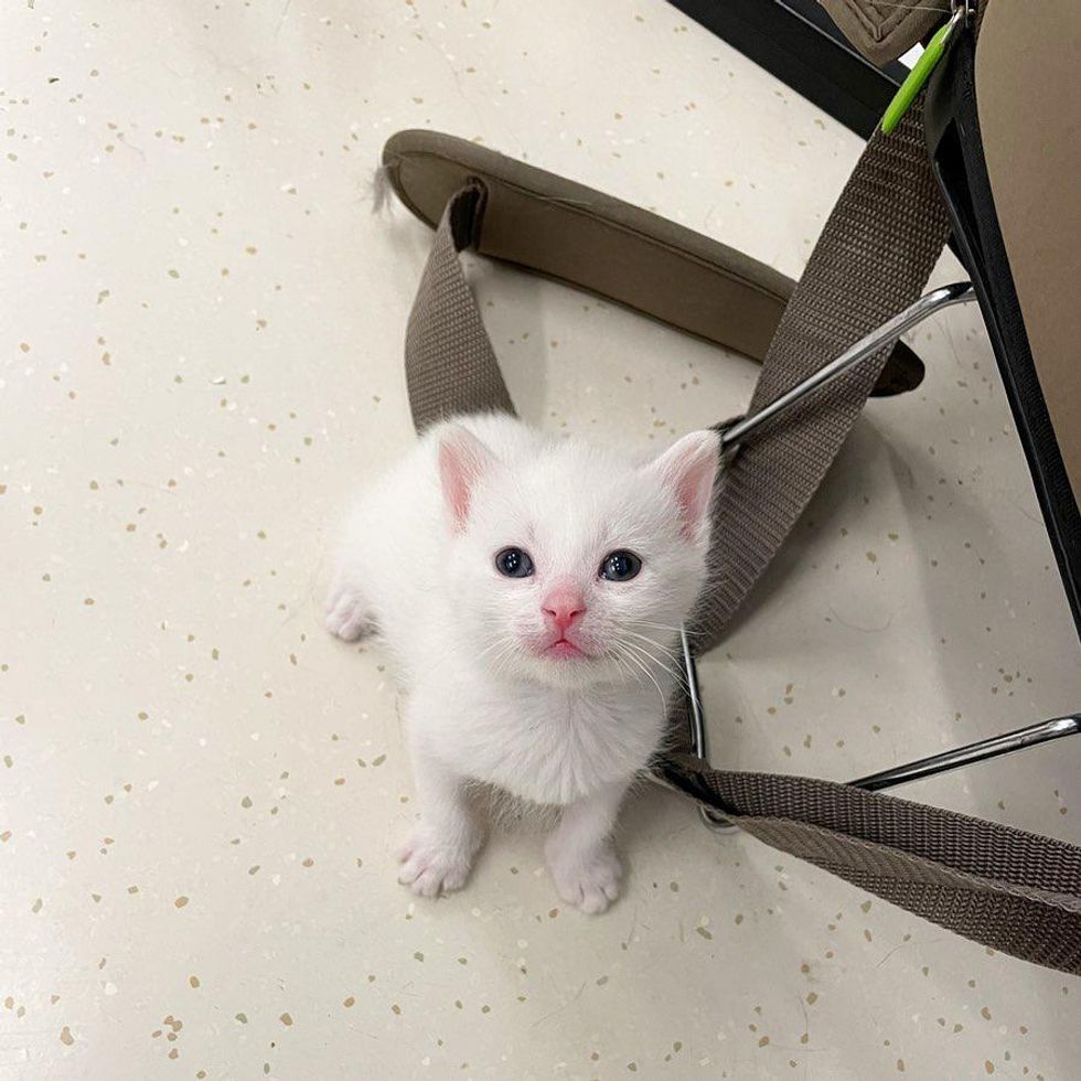 cute kitten