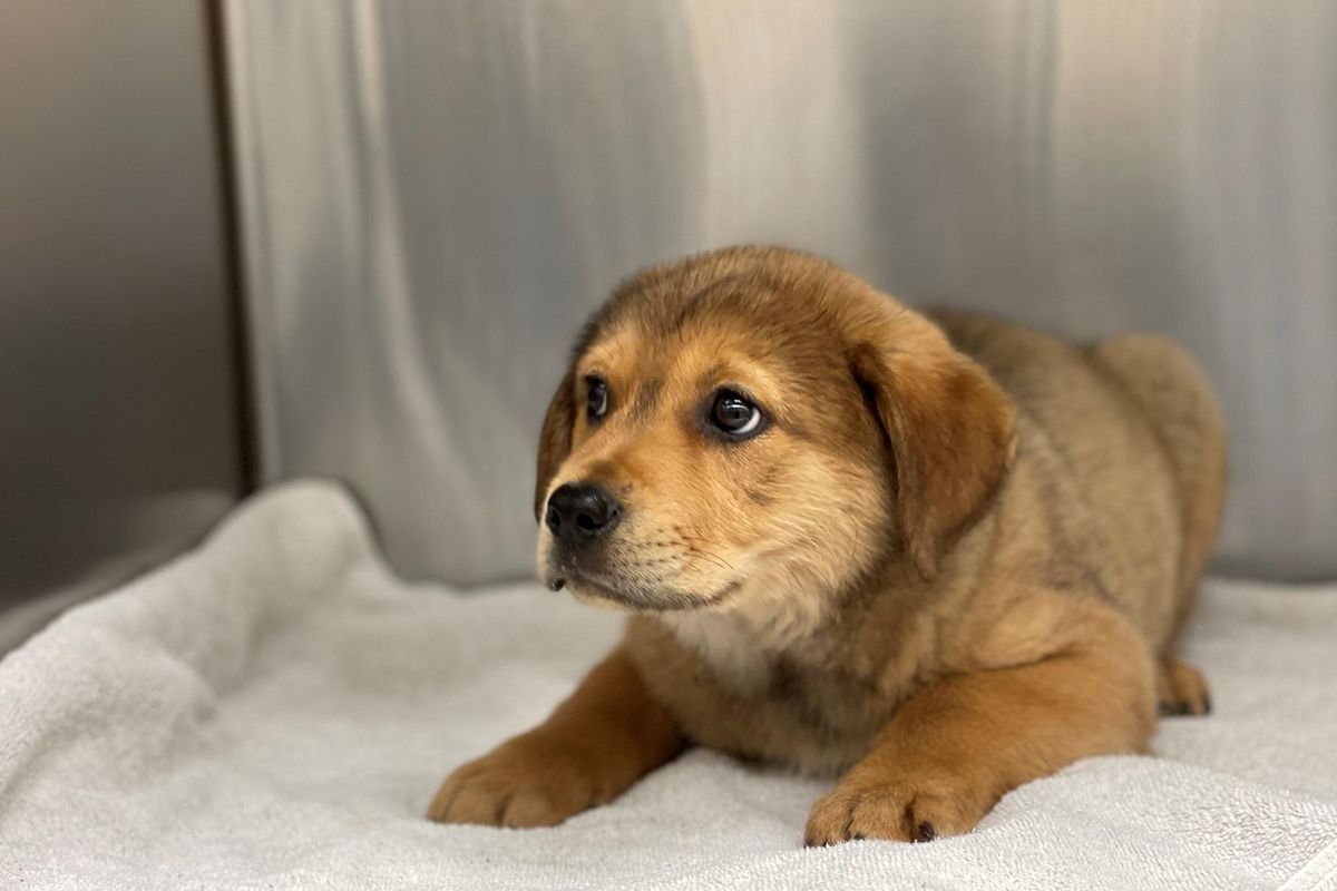 'Pandemic pups' are being returned to shelters as owners go back to work