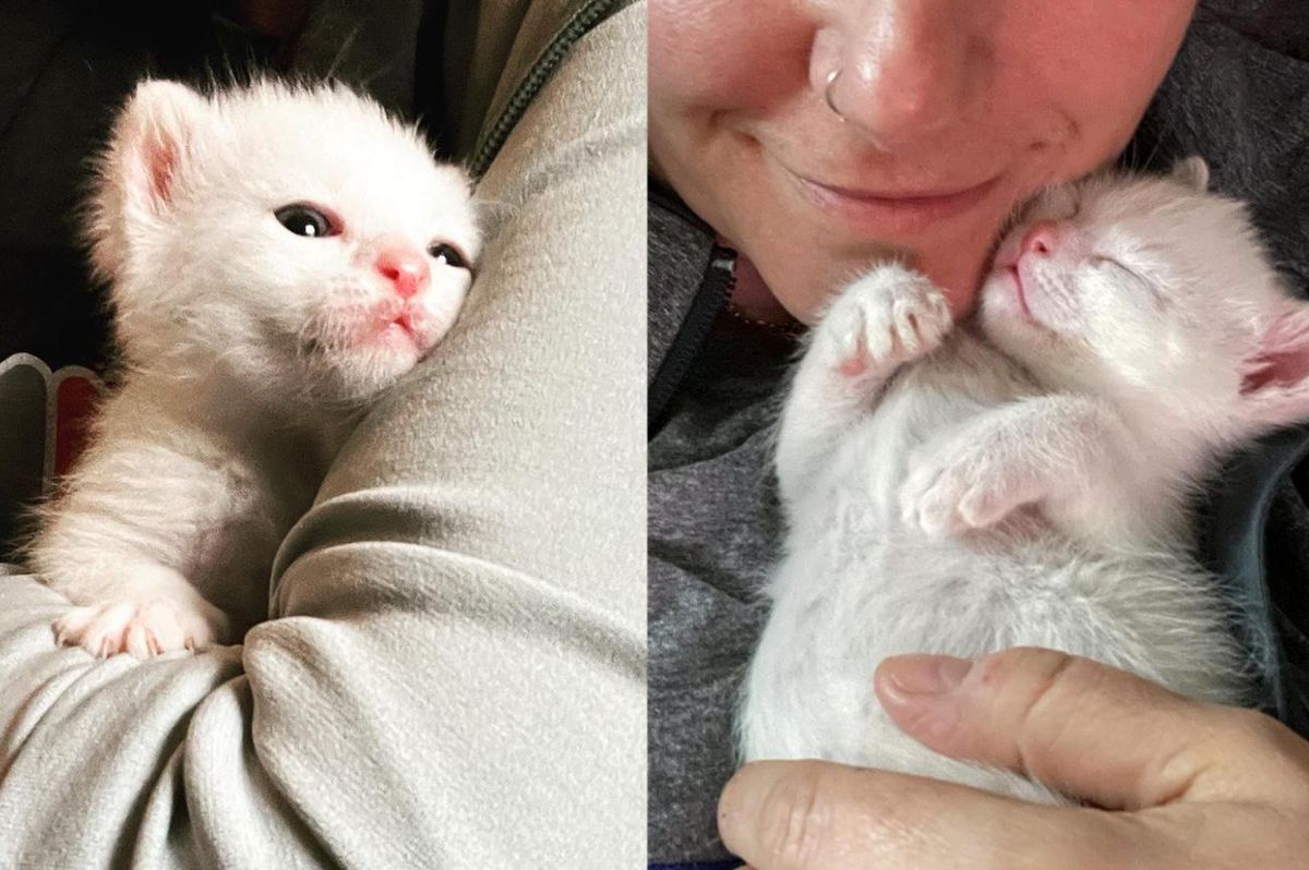 Kitten Reminiscent of Woman's Late Cat, Finds Her in a Serendipitous Way