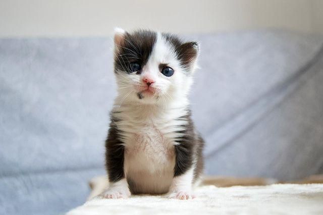 panda, kitten, markings, tuxedo kitten
