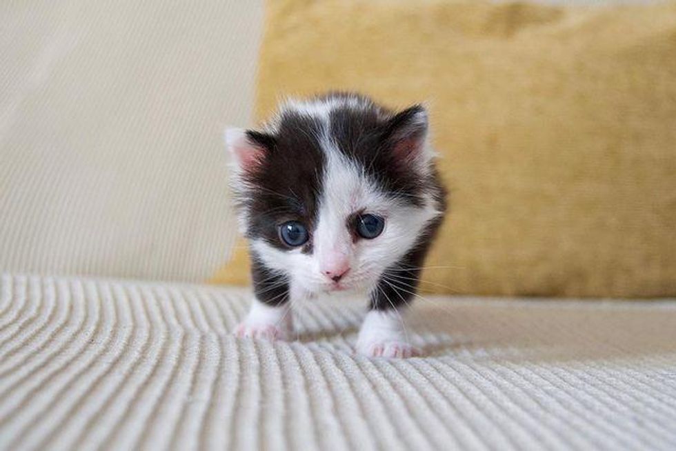Kitten that Looks Like a Panda is Thriving After Being Found in a Box ...