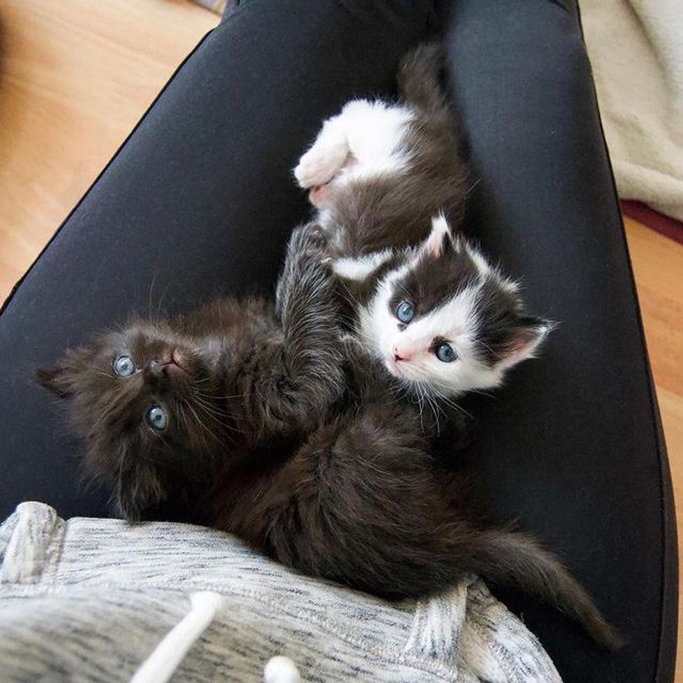 lap cat, kittens