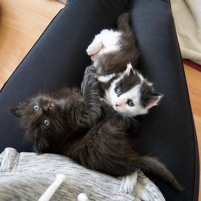 lap cat, kittens