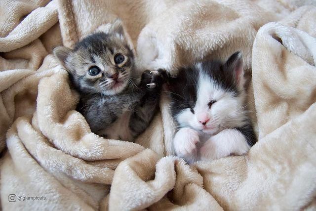 kittens, foster kittens, snuggles