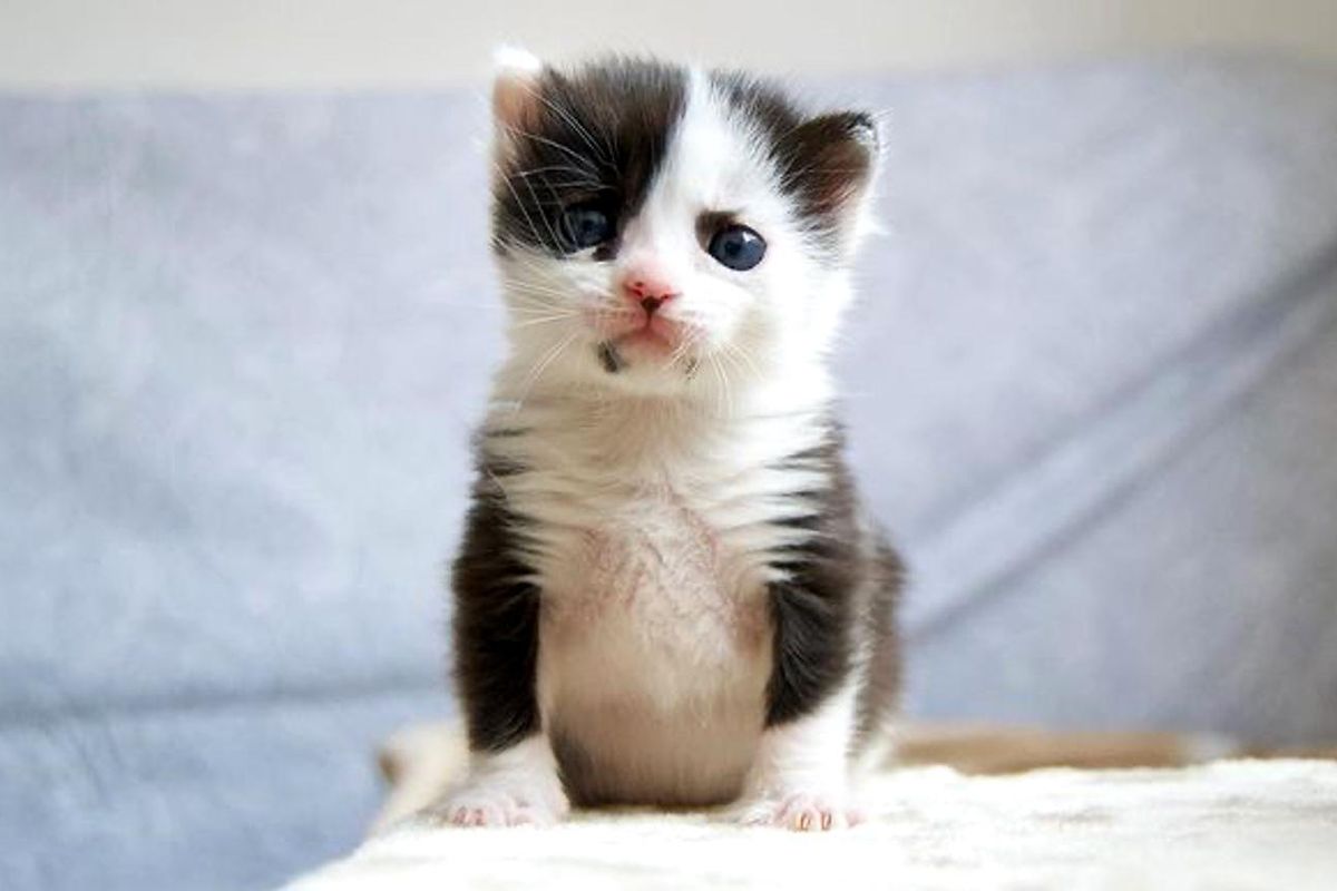 Kitten that Looks Like a Panda is Thriving After Being Found in a Box