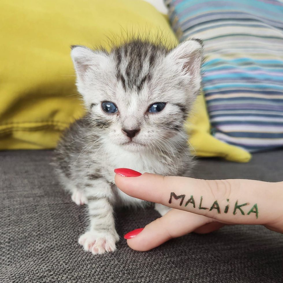 silver tabby, cute kitten