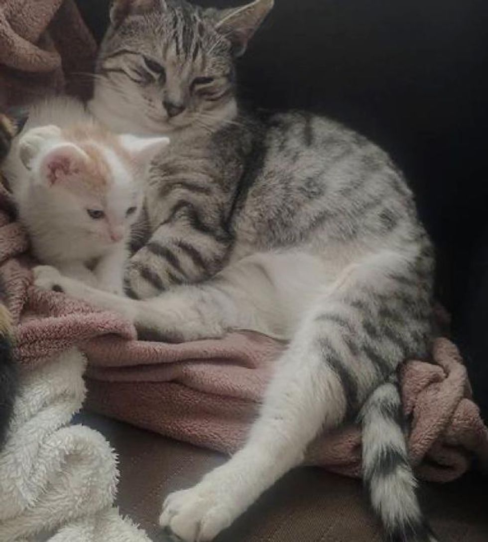 Cat Took in Kitten Found in Garden and Touched People's Hearts with ...