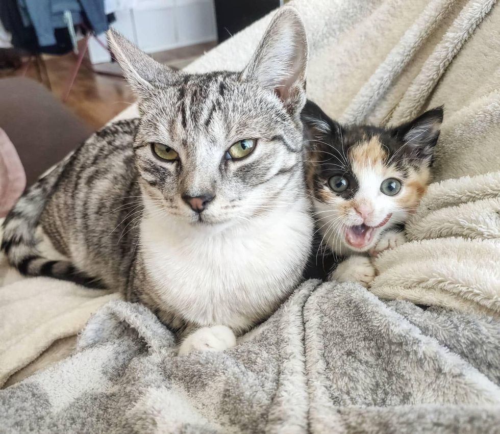 happy kitten, calico, silver tabby cat