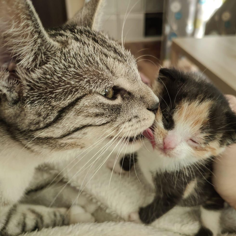 calico kitten, mafia, foster cat