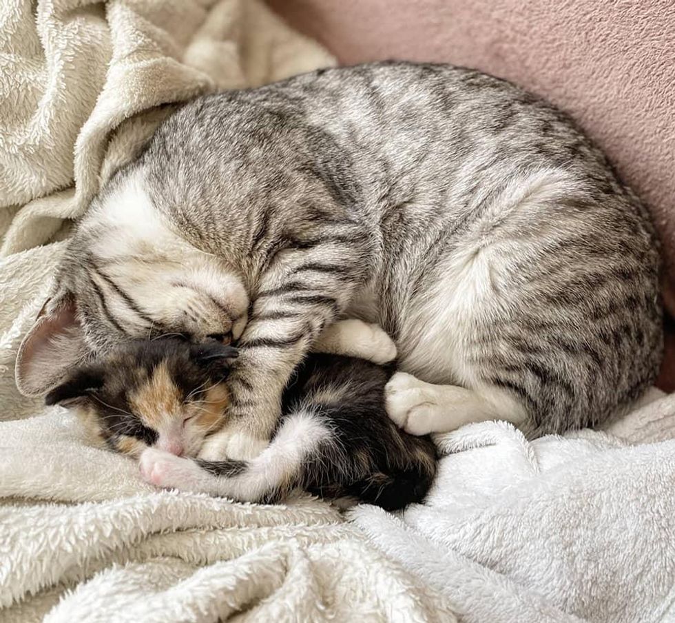 Cat Took in Kitten Found in Garden and Touched People's Hearts with ...