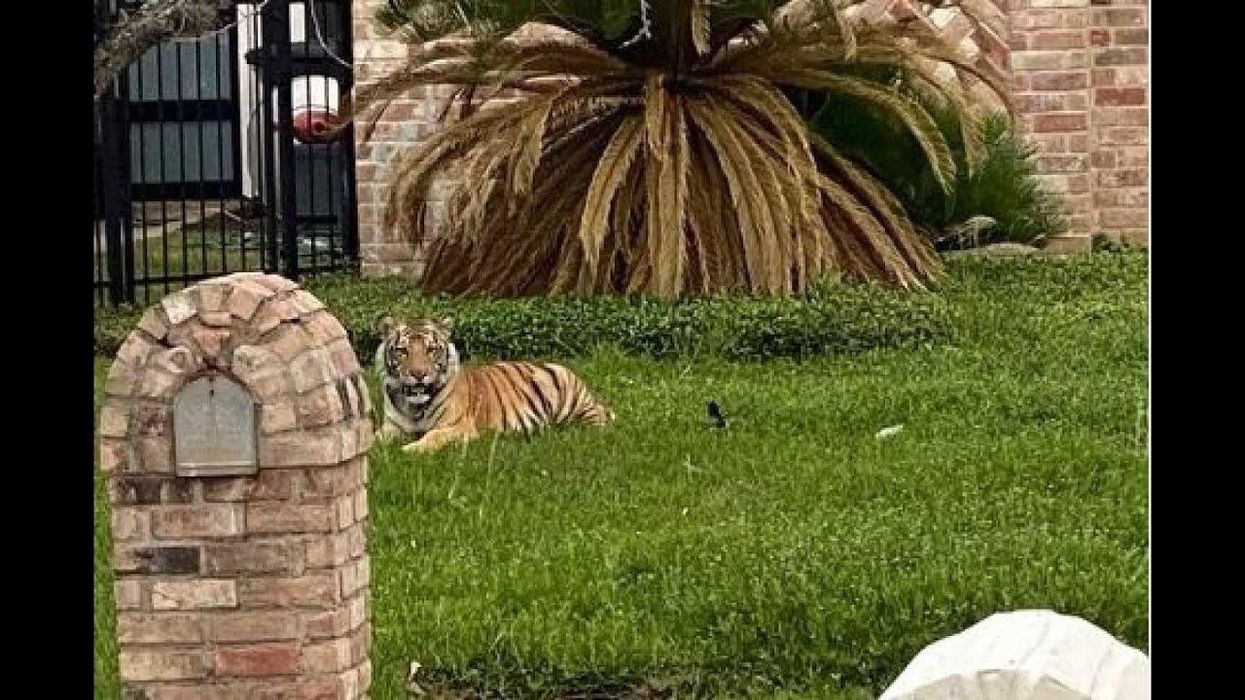 Tiger spotted in the front yard of a Texas neighborhood