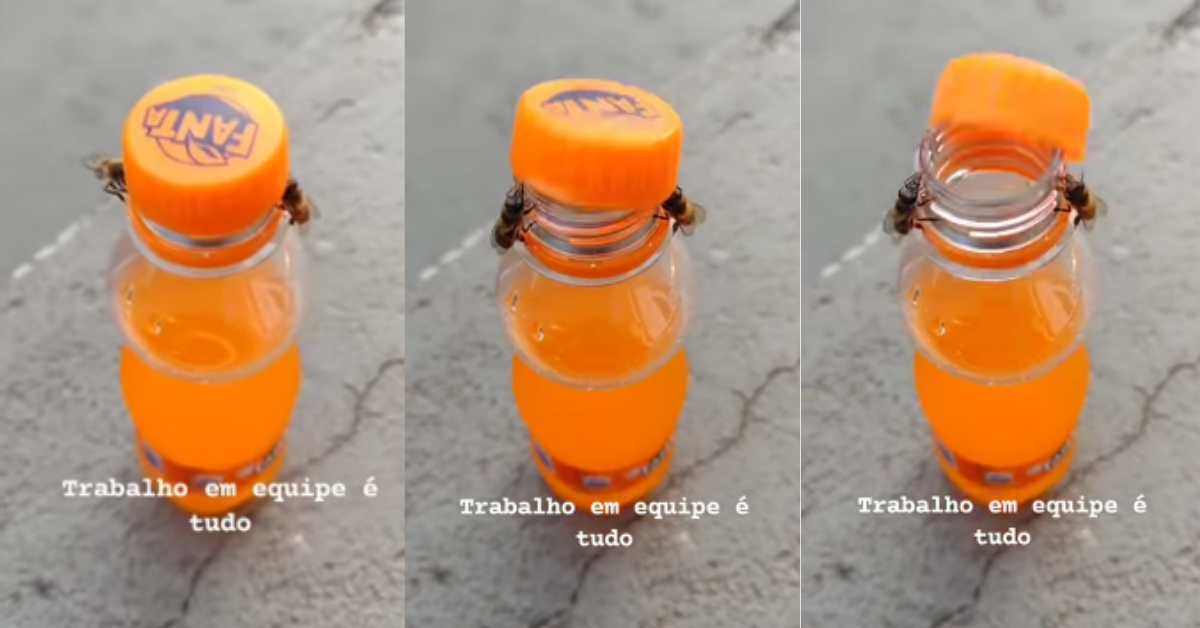 Two Bees Work Together To Unscrew Fanta Bottle Cap VIDEO Comic Sands