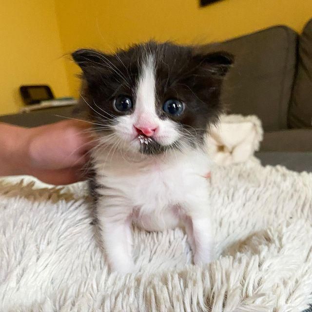 cleft lip kitten