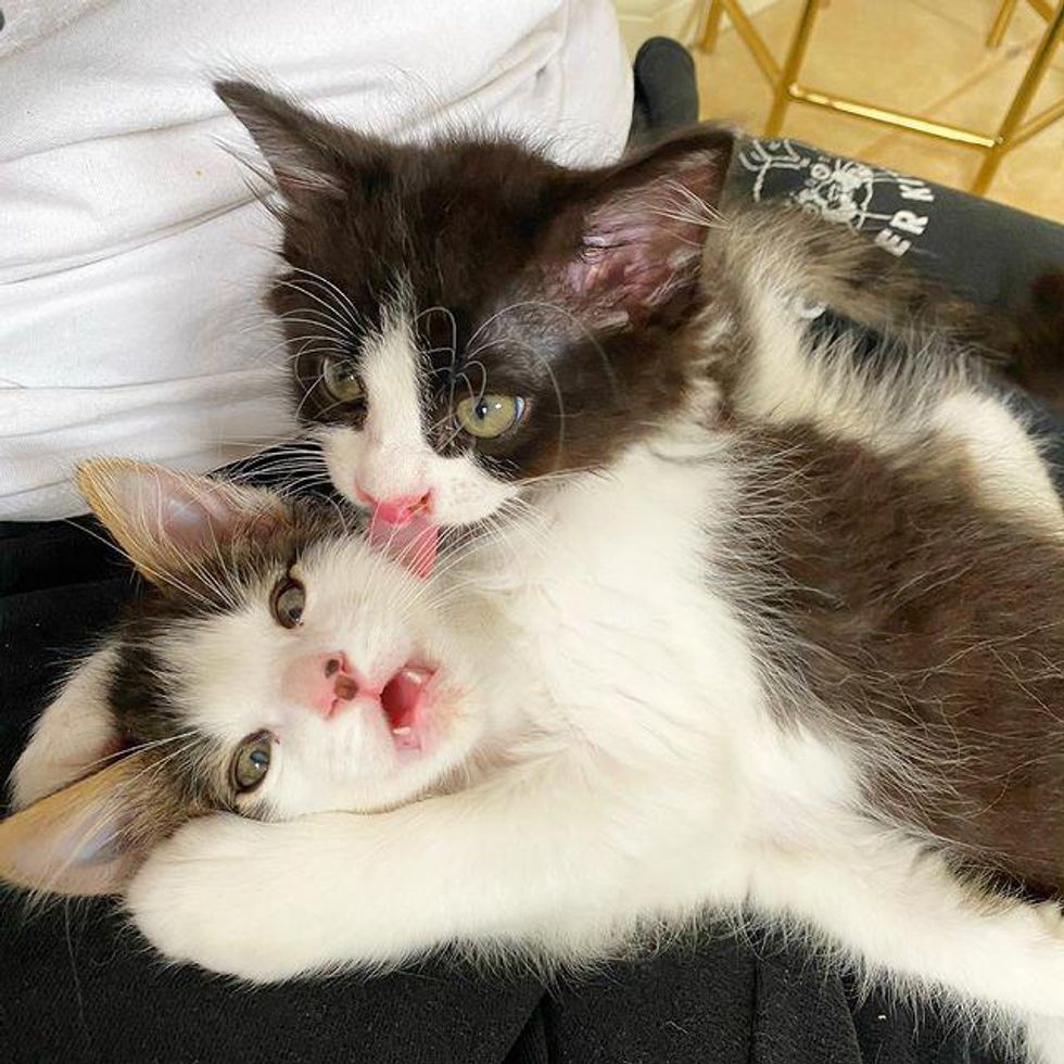 cuddly friends, grooming kittens