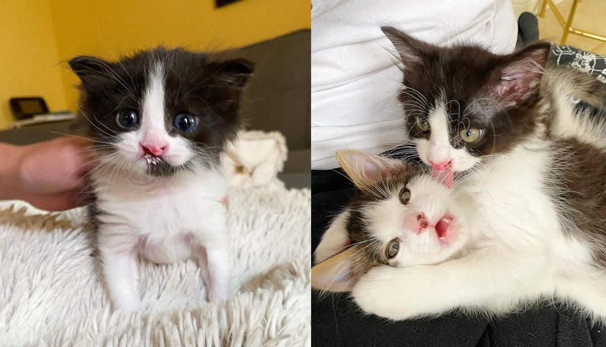 Two Kittens Find Each Other in a Special Way and Form a Wonderful Bond