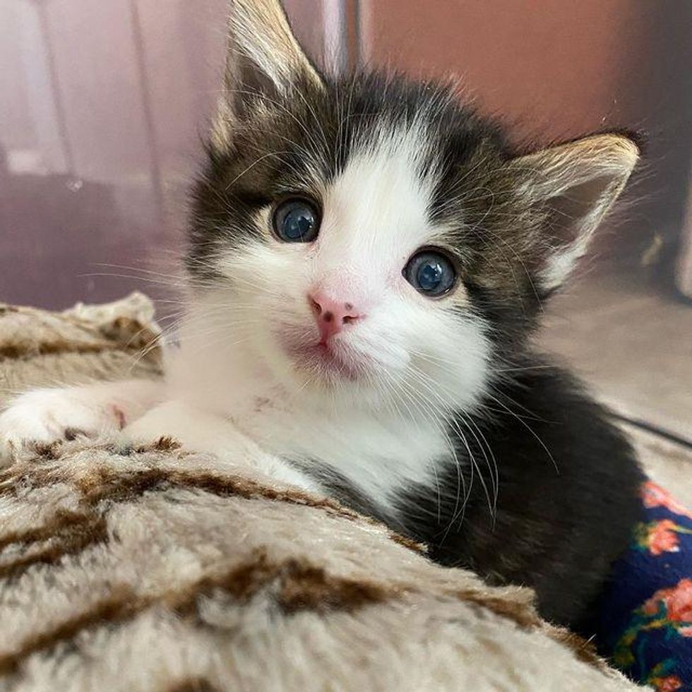 Two Kittens Find Each Other in a Special Way and Form a Wonderful Bond ...