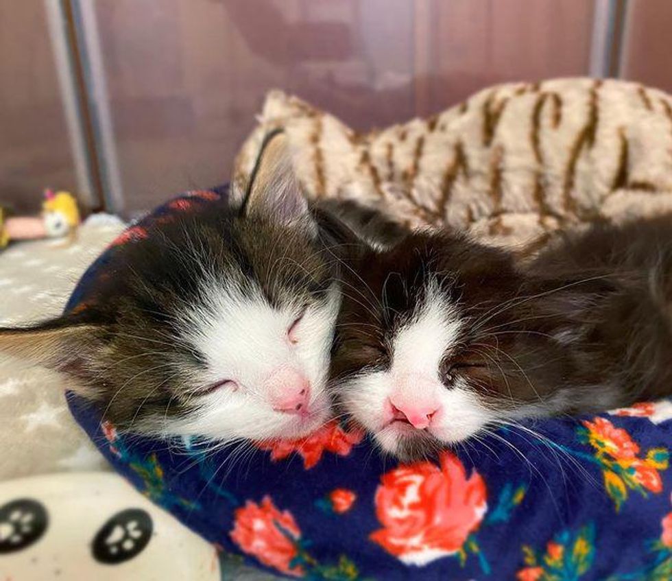 snuggly sleepy kittens
