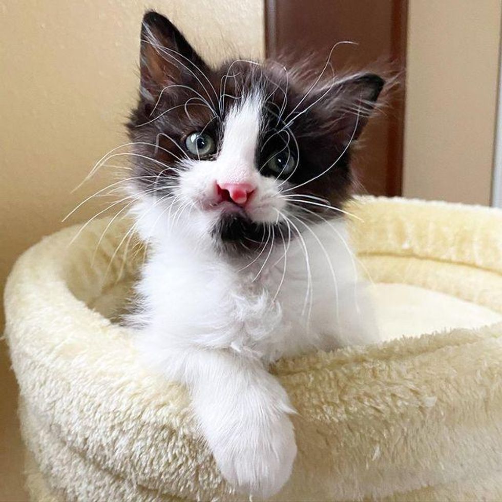 cleft lip kitten, whiskers